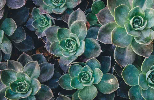 3 Steps to Building a Growth Mindset and Taking Control of Trichotillomania, Dermatillomania and other BFRBs