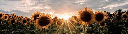 The August Reset: Designing a Compassionate Environment for BFRB Success